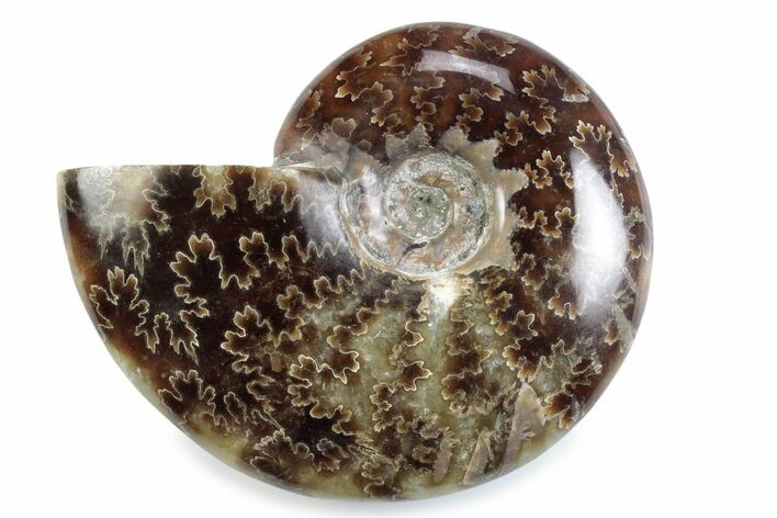 Polished Ammonite (Cleoniceras) Fossil - Madagascar #364949
